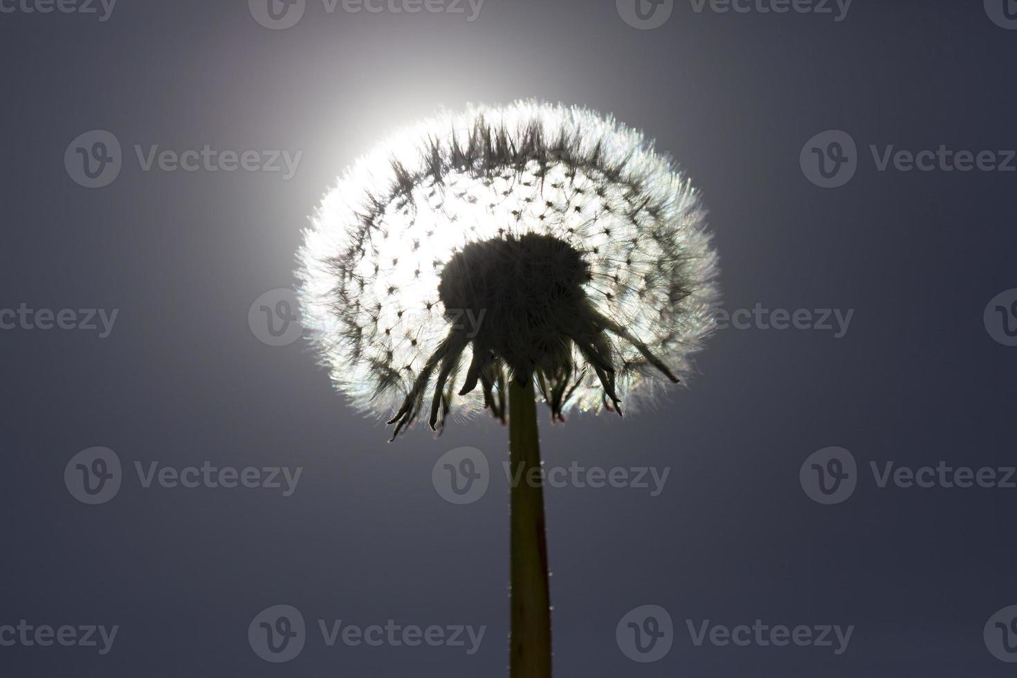 beautiful balls of white dandelions photo