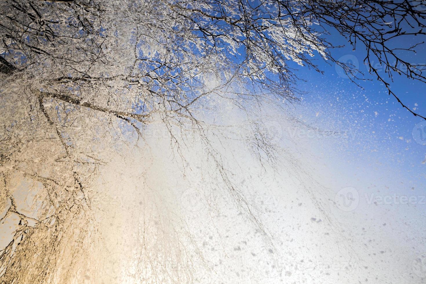 snow covered deciduous birch trees photo