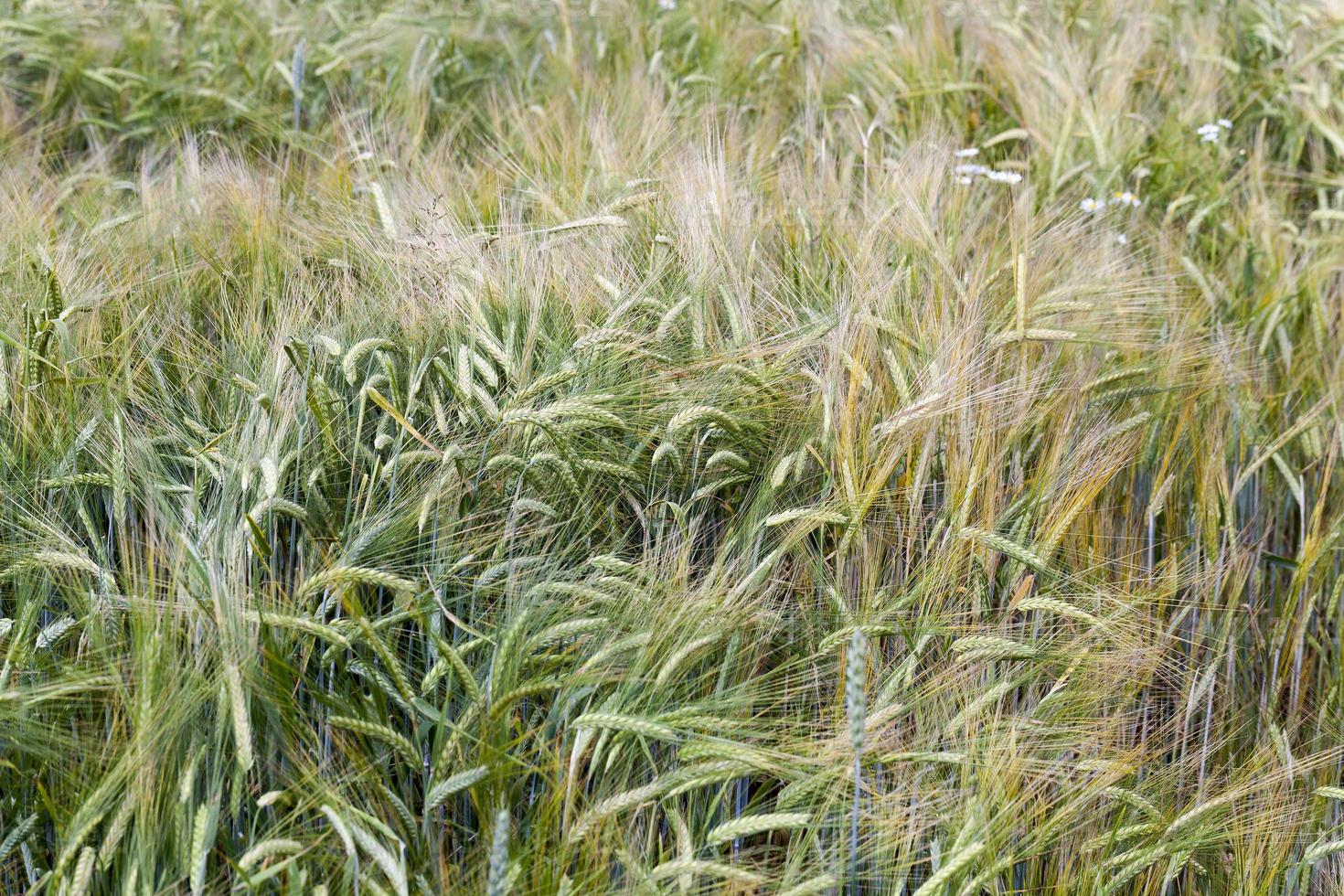ears of rye photo