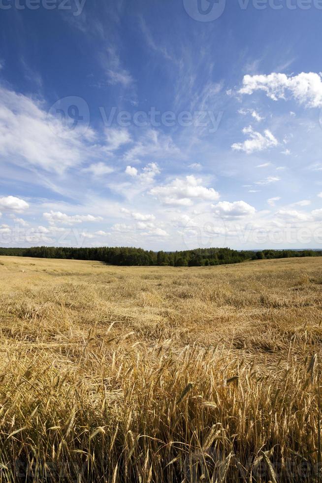 wheat field close up photo