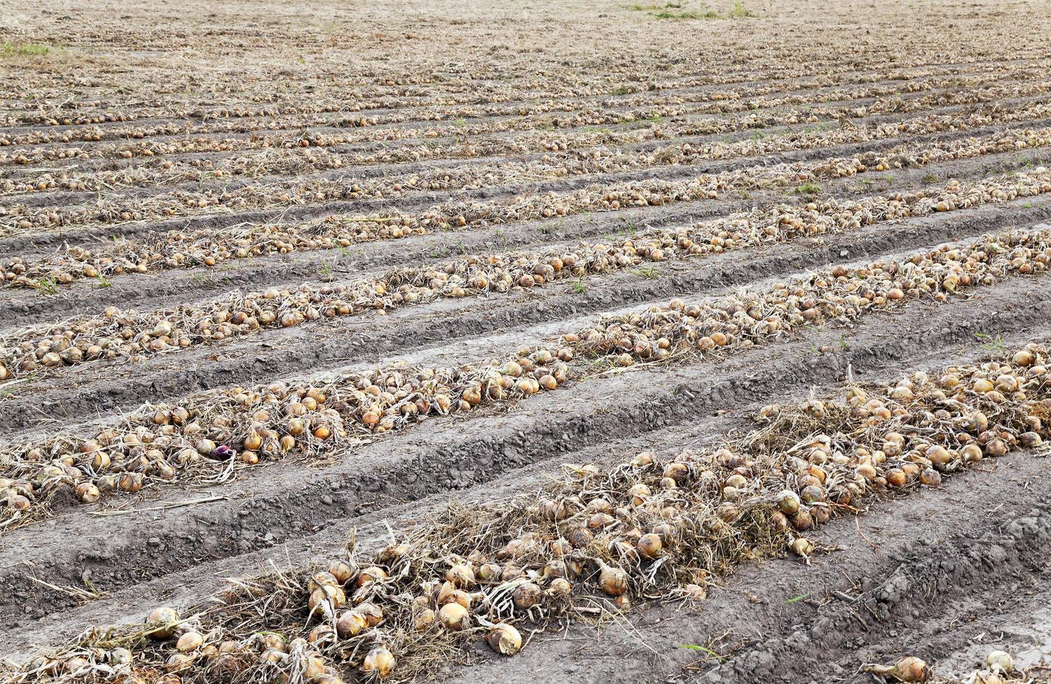 Harvesting onion field photo