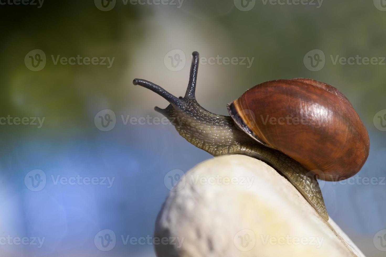 common wild snail crawling on rocks and illuminated by sunlight photo
