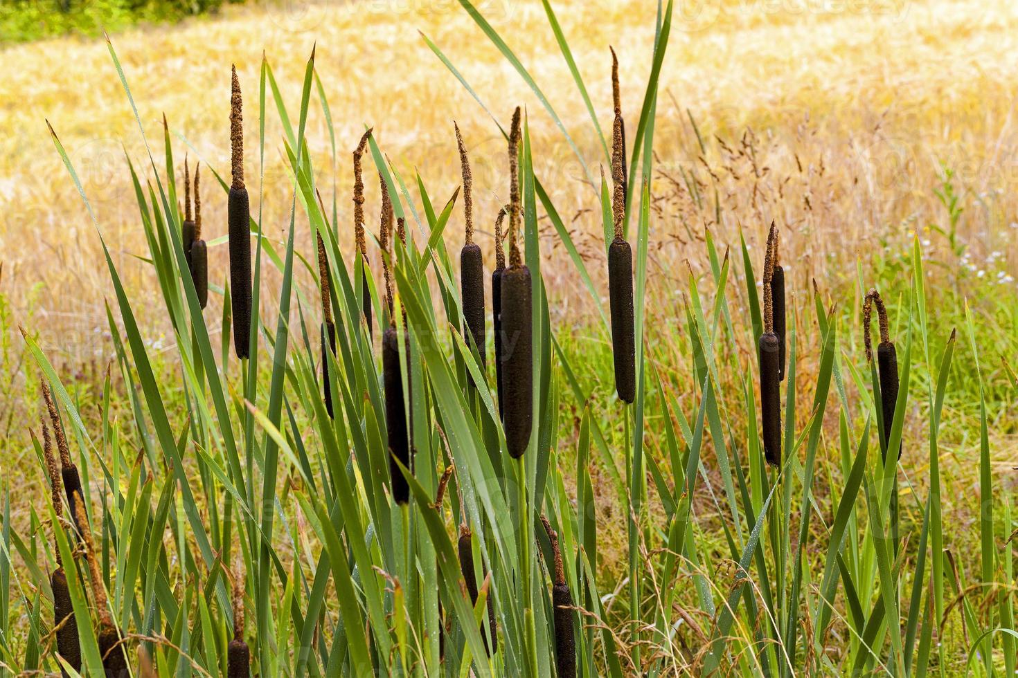 flowering cattail close up photo