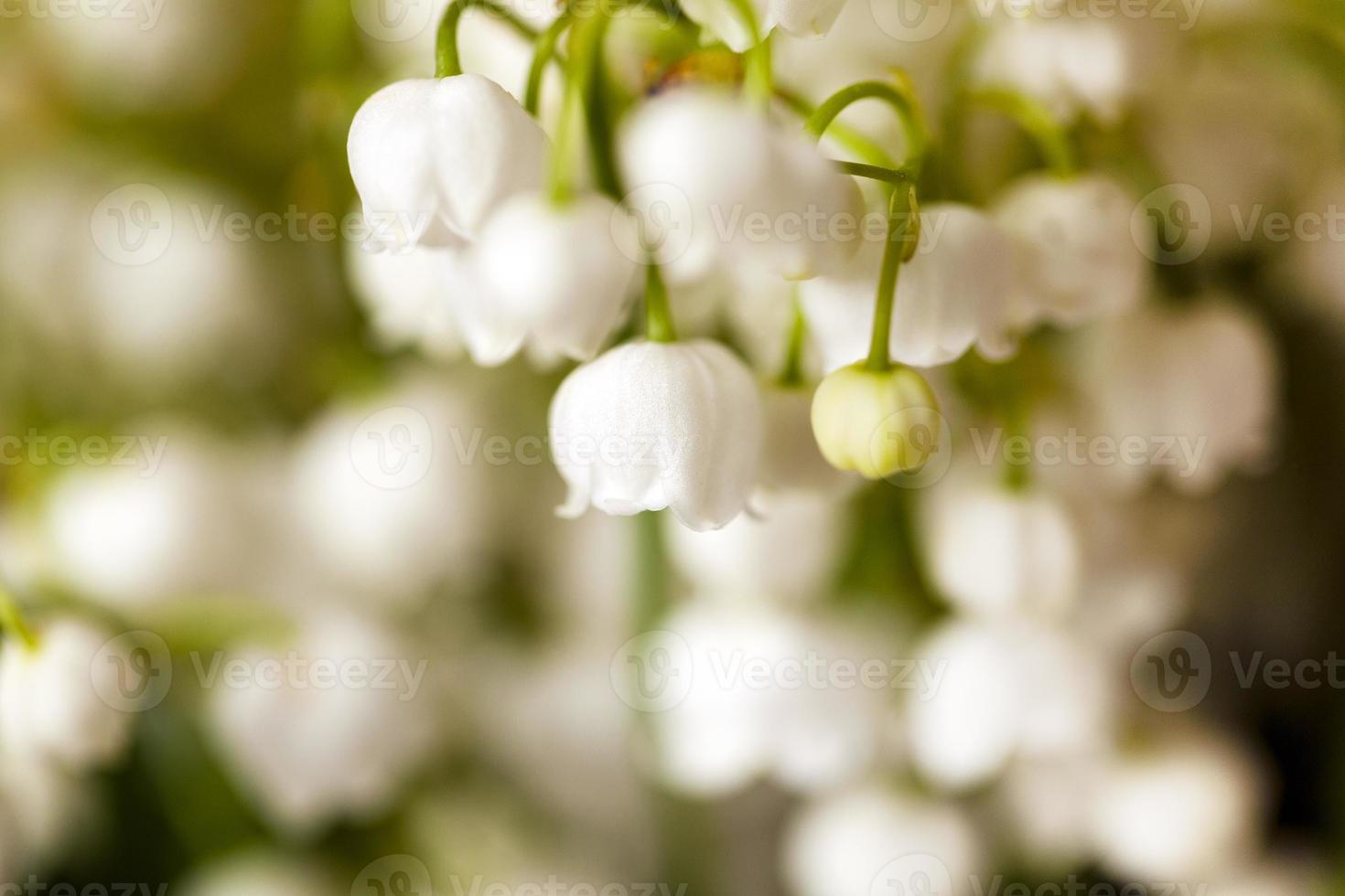 lilies of the valley photo