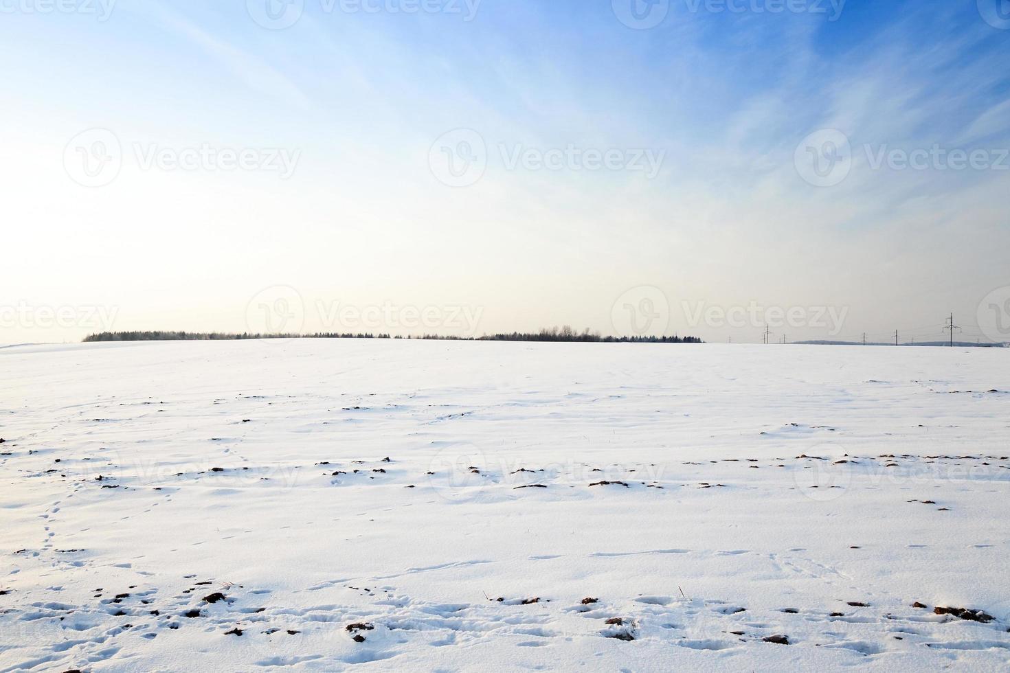 snow covered field photo