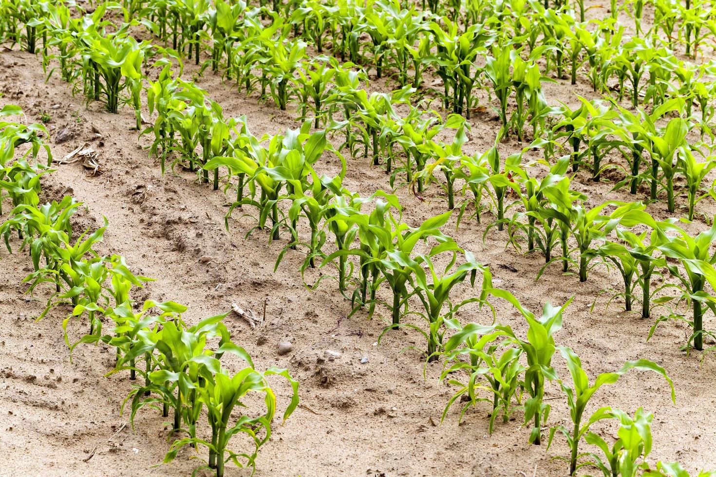 corn plants  . spring photo