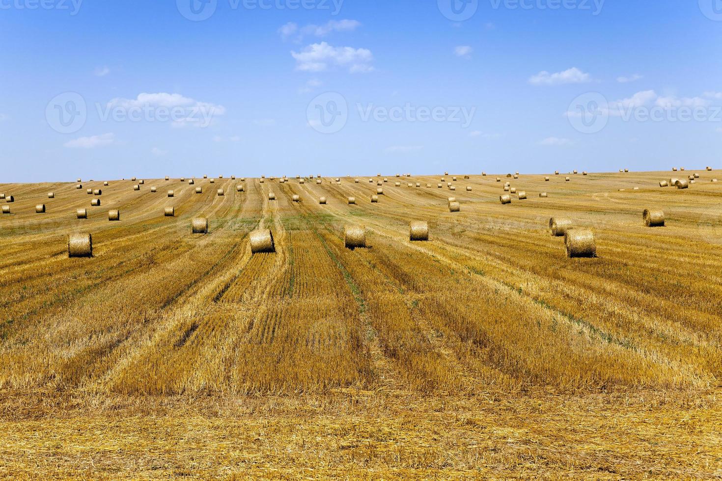 stack of straw in the field photo