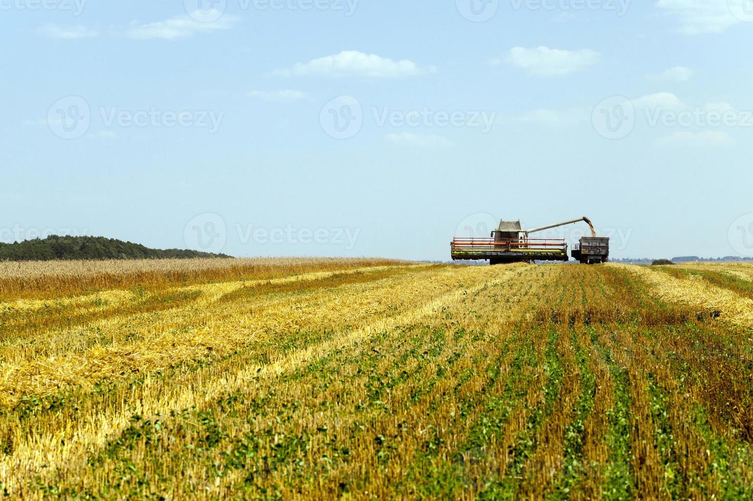 harvesting cereals . field photo
