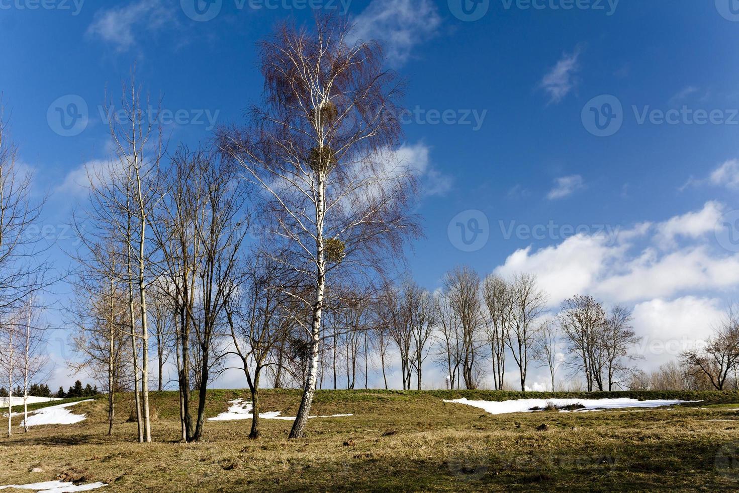 trees in winter photo