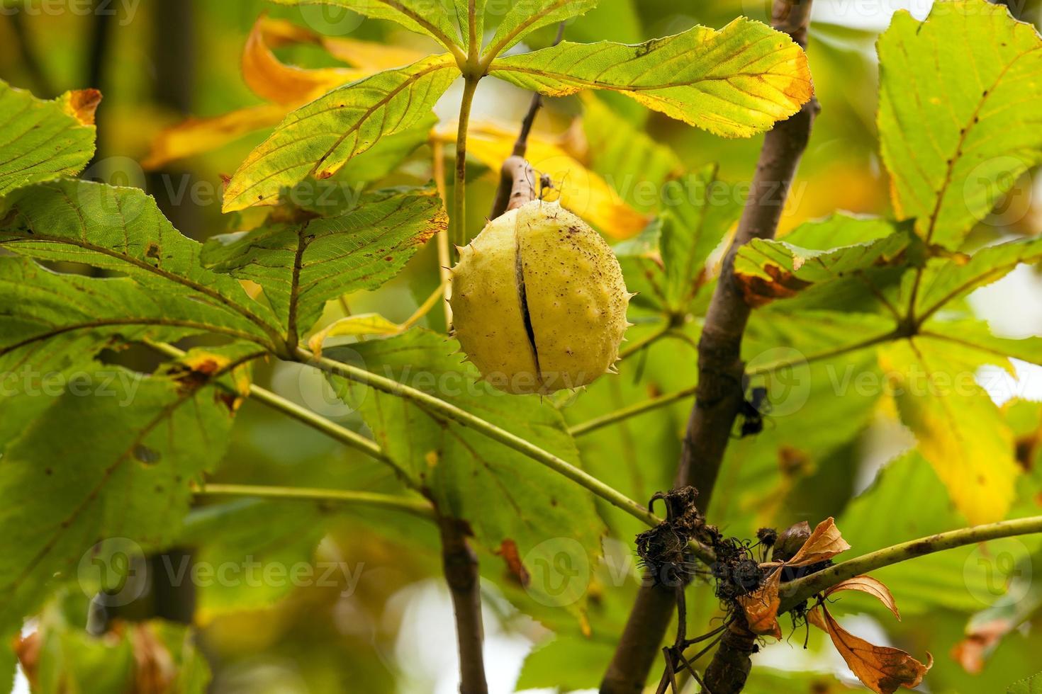 Chestnut on a tree branch photo