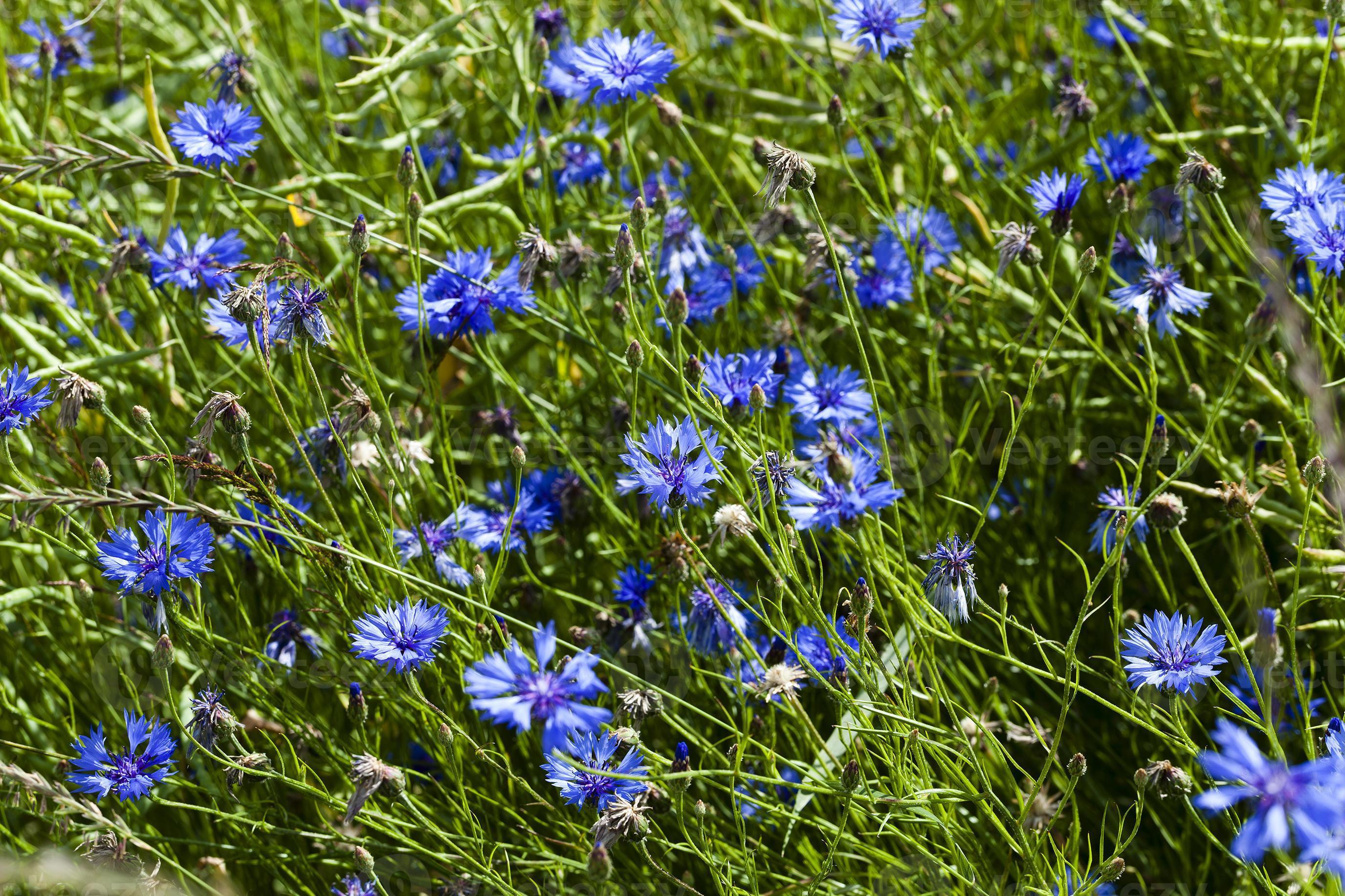 cornflower . summer. weed 9429871 Stock Photo at Vecteezy