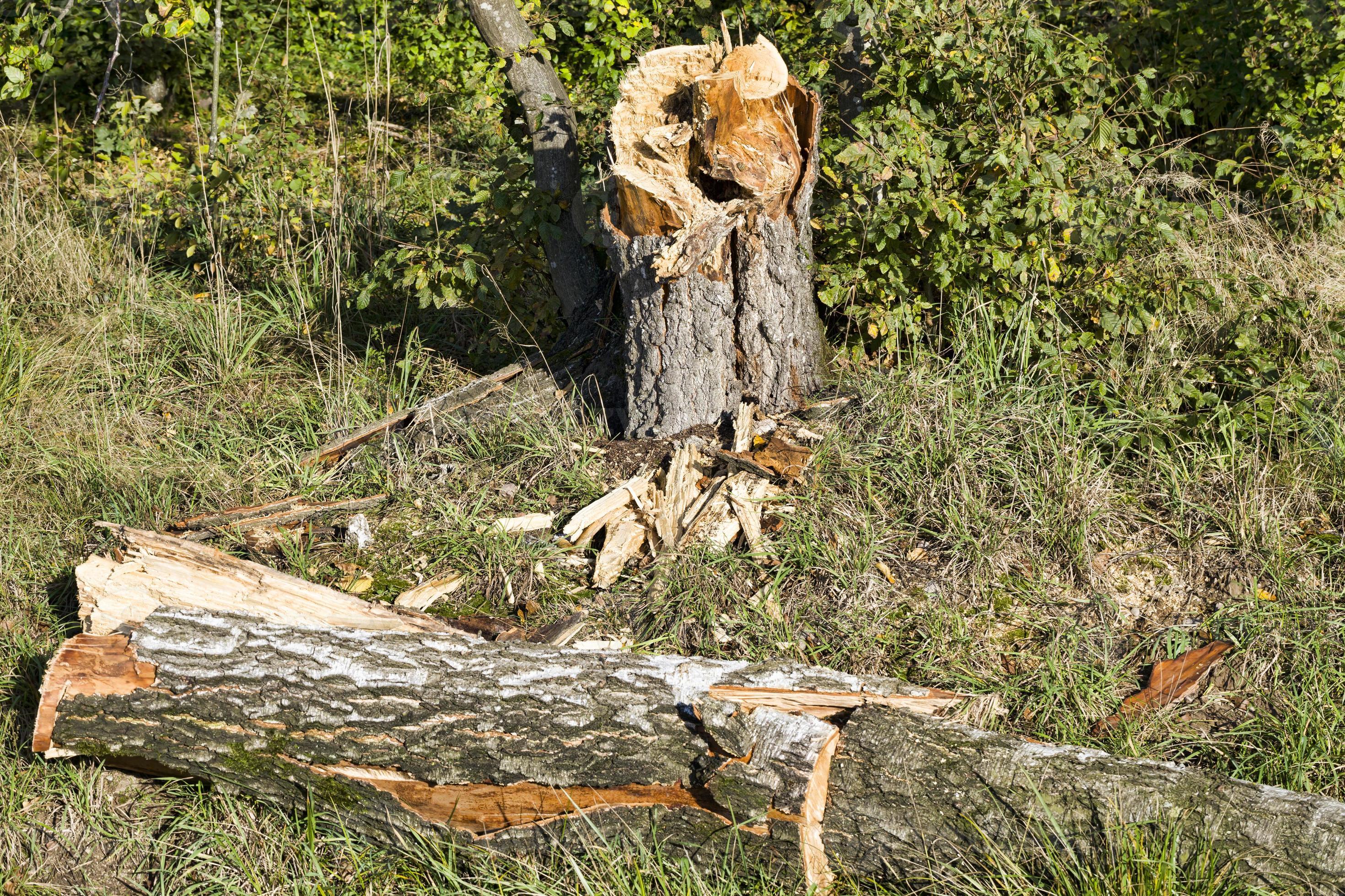 broken tree trunk 9430042 Stock Photo at Vecteezy