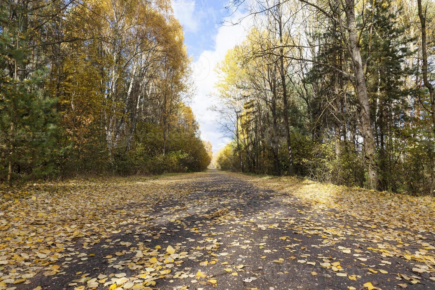 asphalt road, forest photo