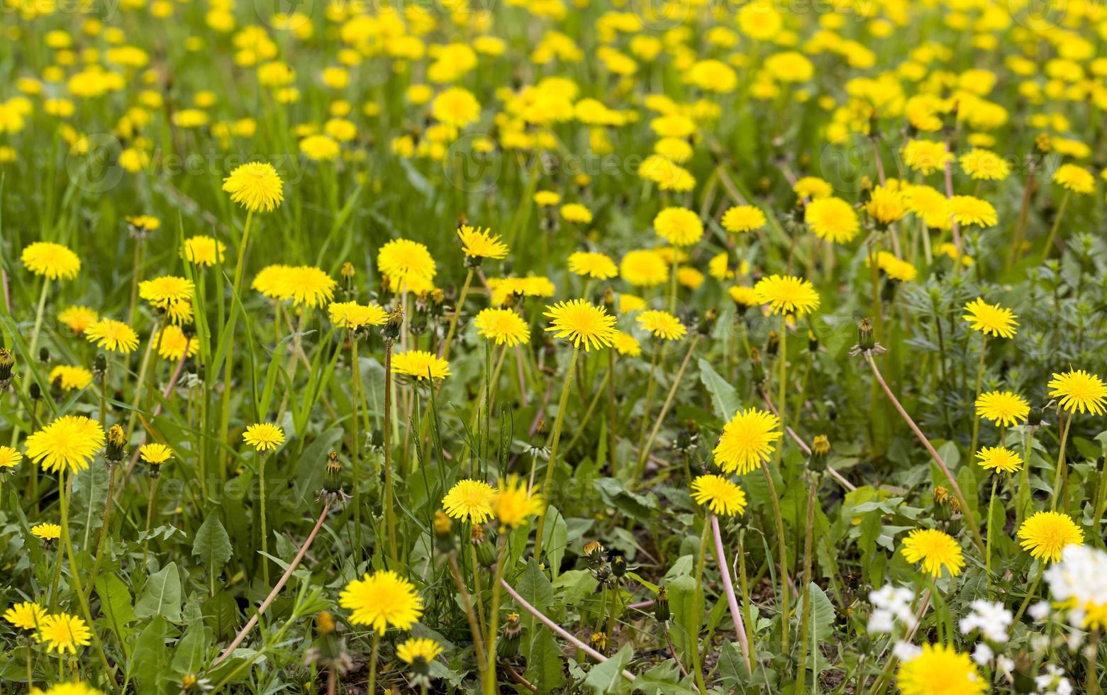 beautiful yellow dandelions photo