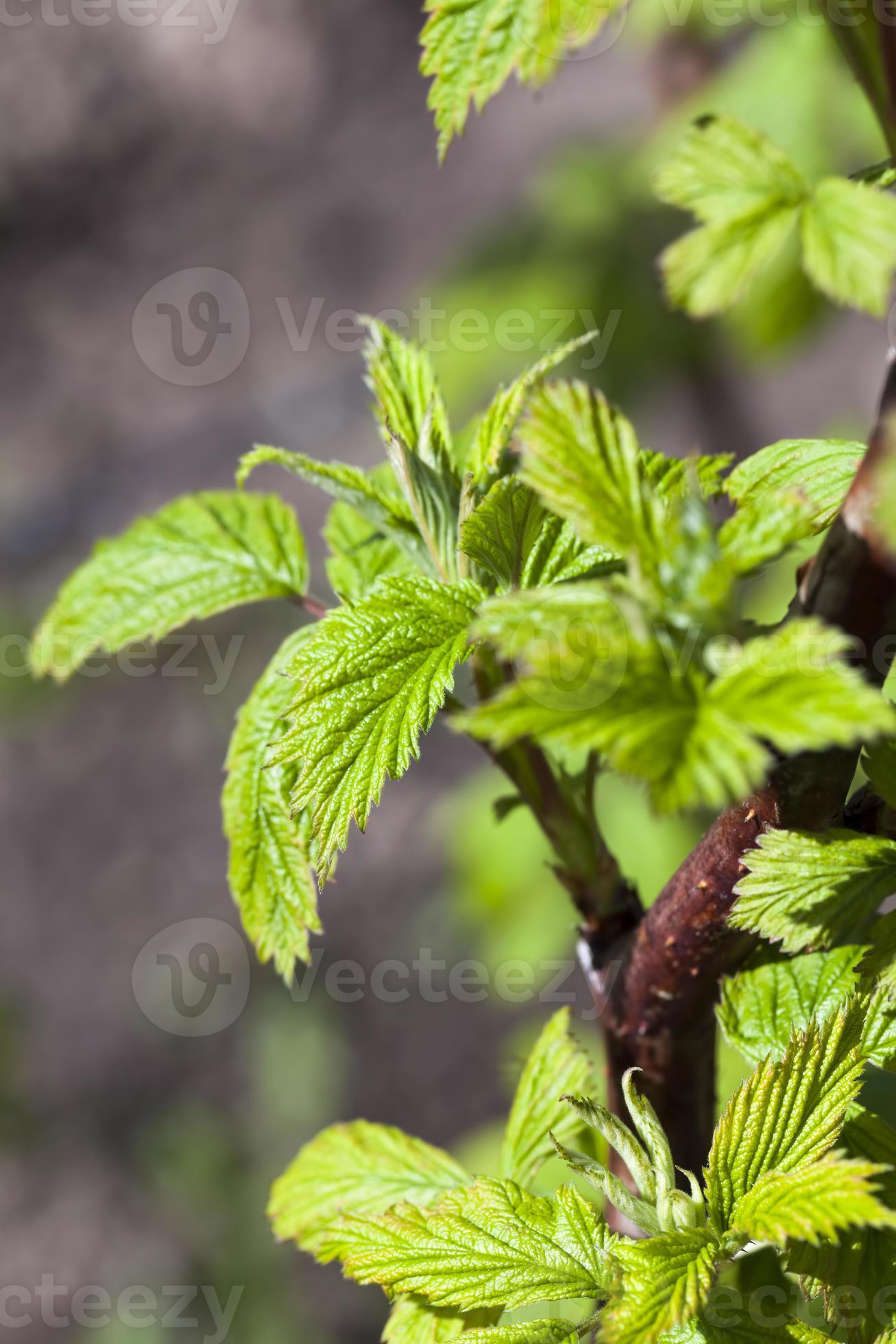 green leaves of raspberry bushes in the spring season 9430134 Stock