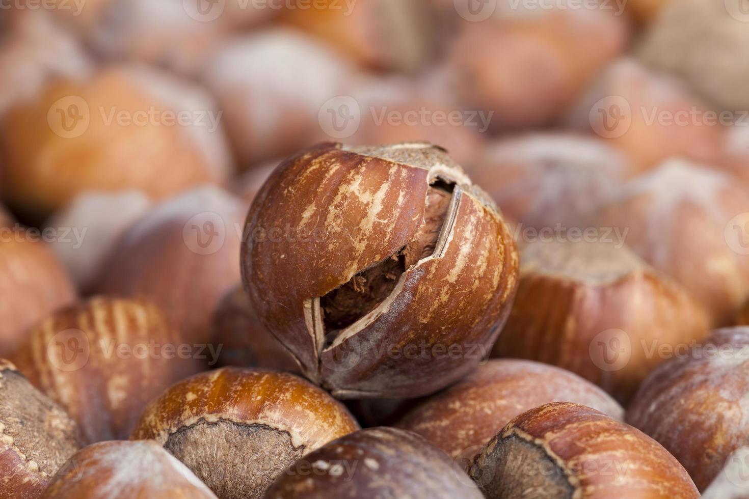 split hazelnuts on the table photo