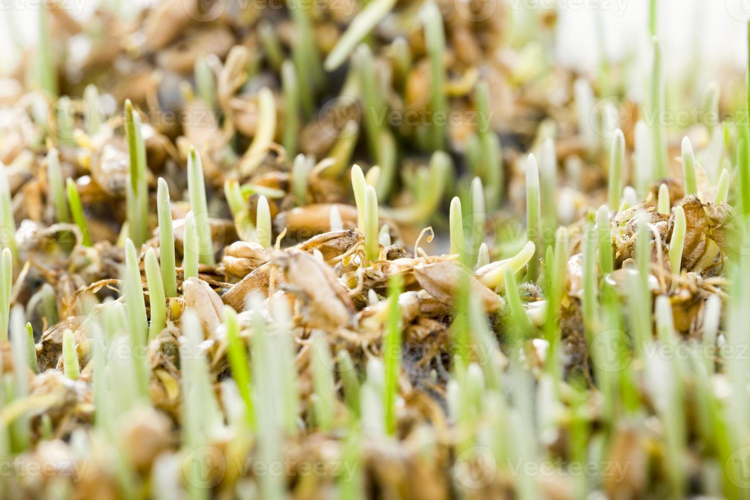 real organic green wheat photo
