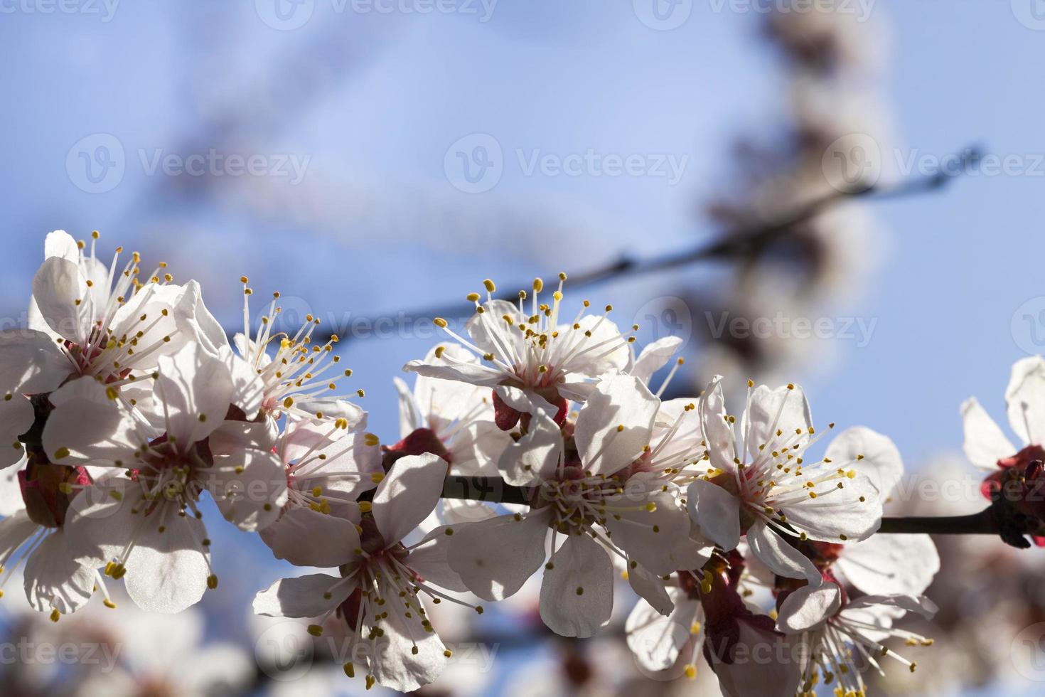 fruit trees, close up photo