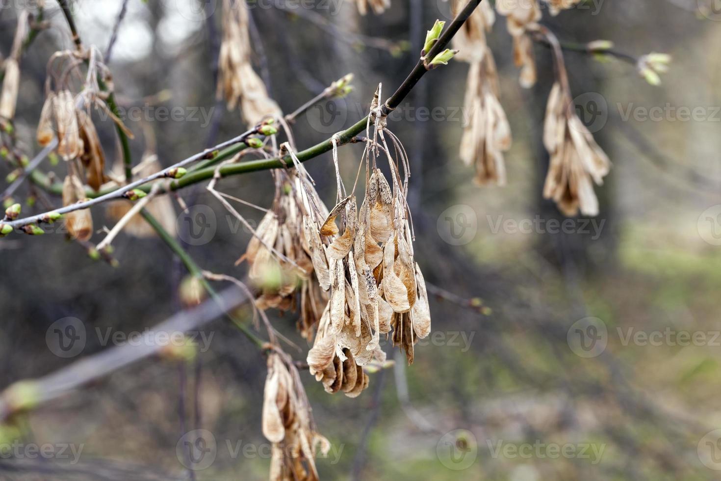 old maple seeds photo