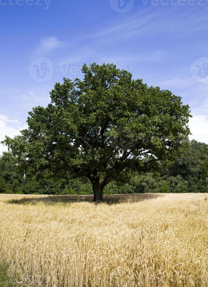 lonely oak, close up photo