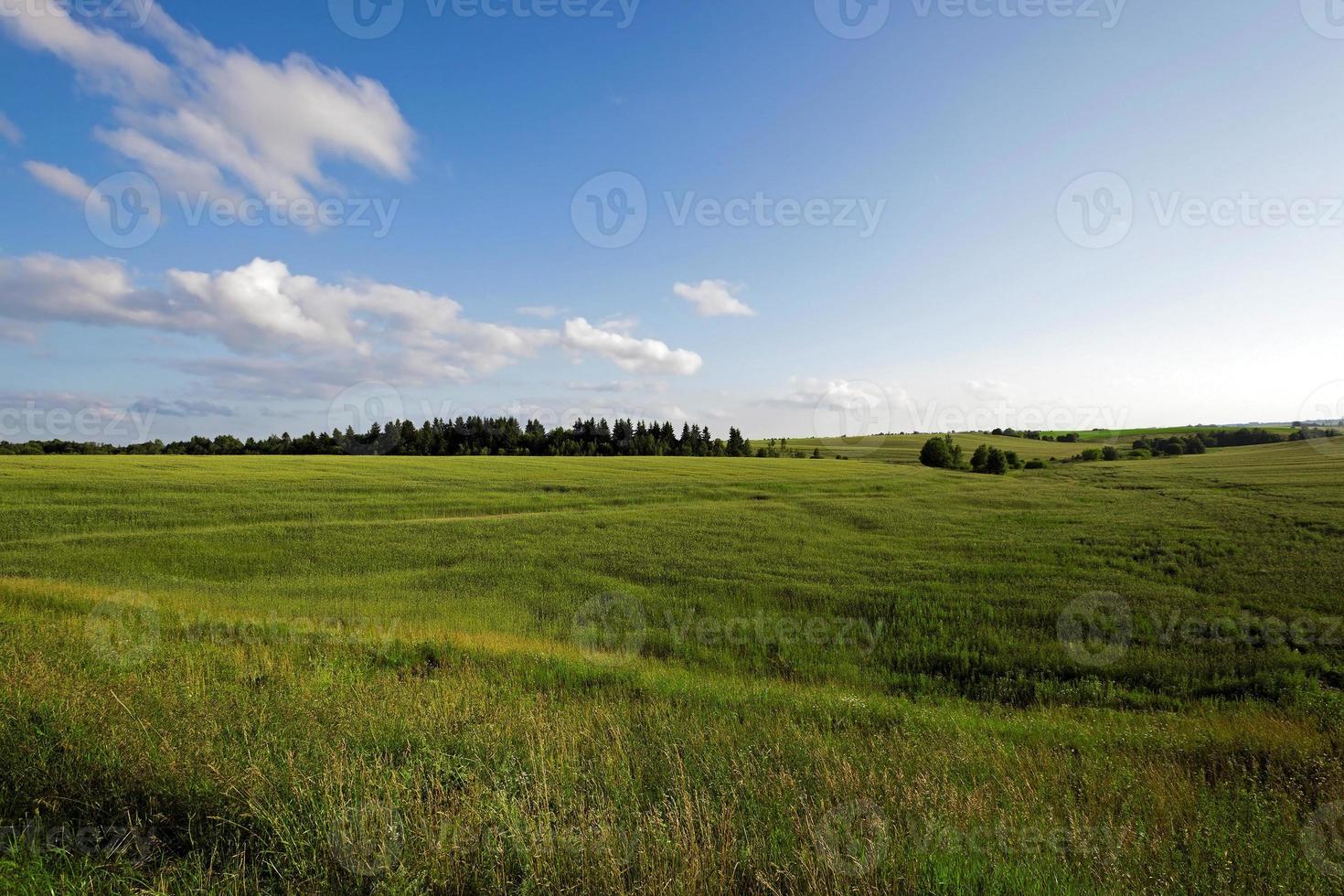 cereales inmaduros. campo foto