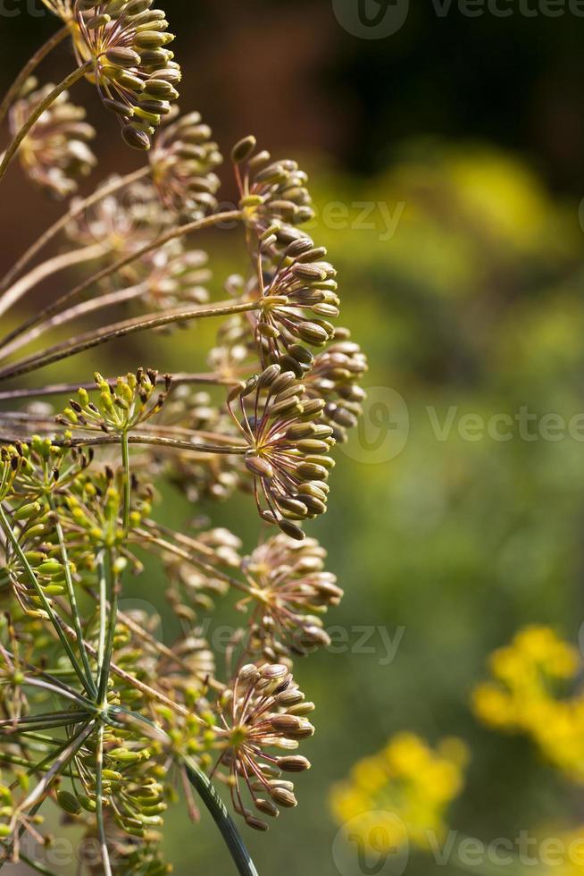 dill seeds, close up 9431162 Stock Photo at Vecteezy