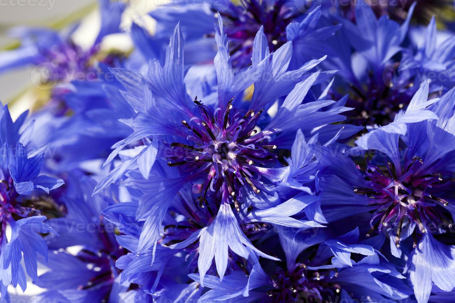 cornflower  . summer. weed photo