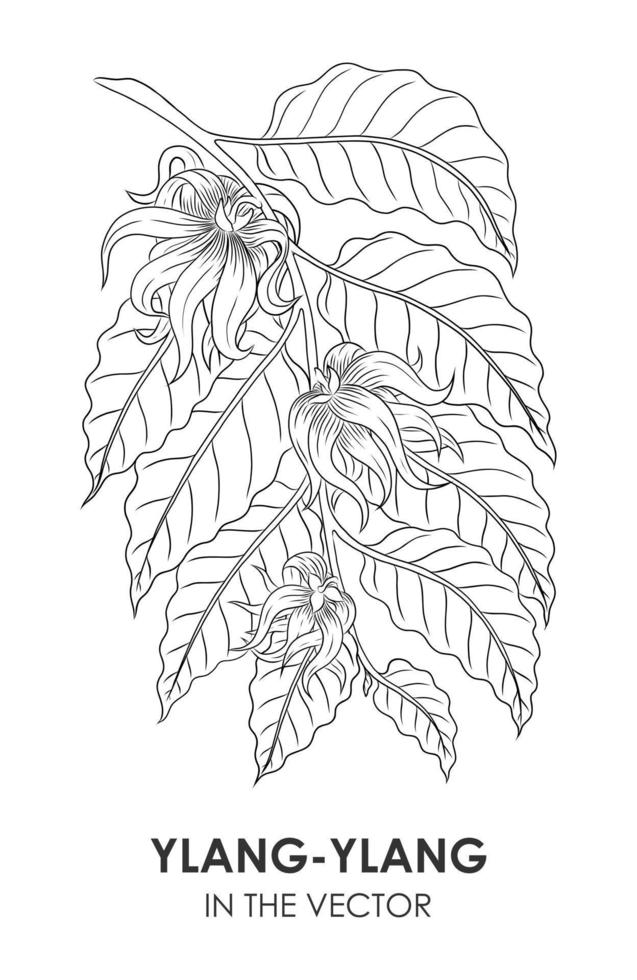 dibujo vectorial de un ylang-ylang sobre un fondo blanco vector