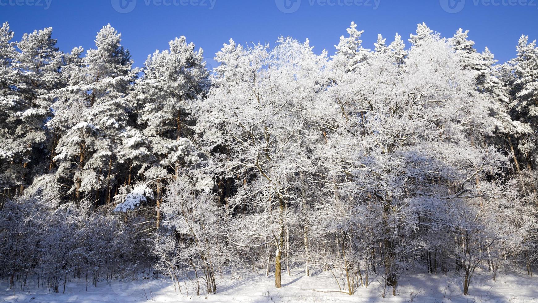 landscape in the winter time photo