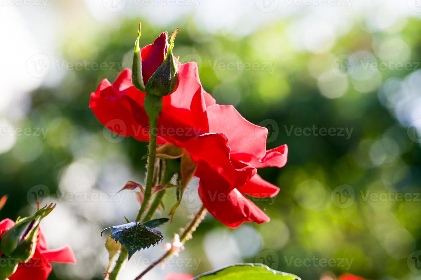 red Bush roses photo