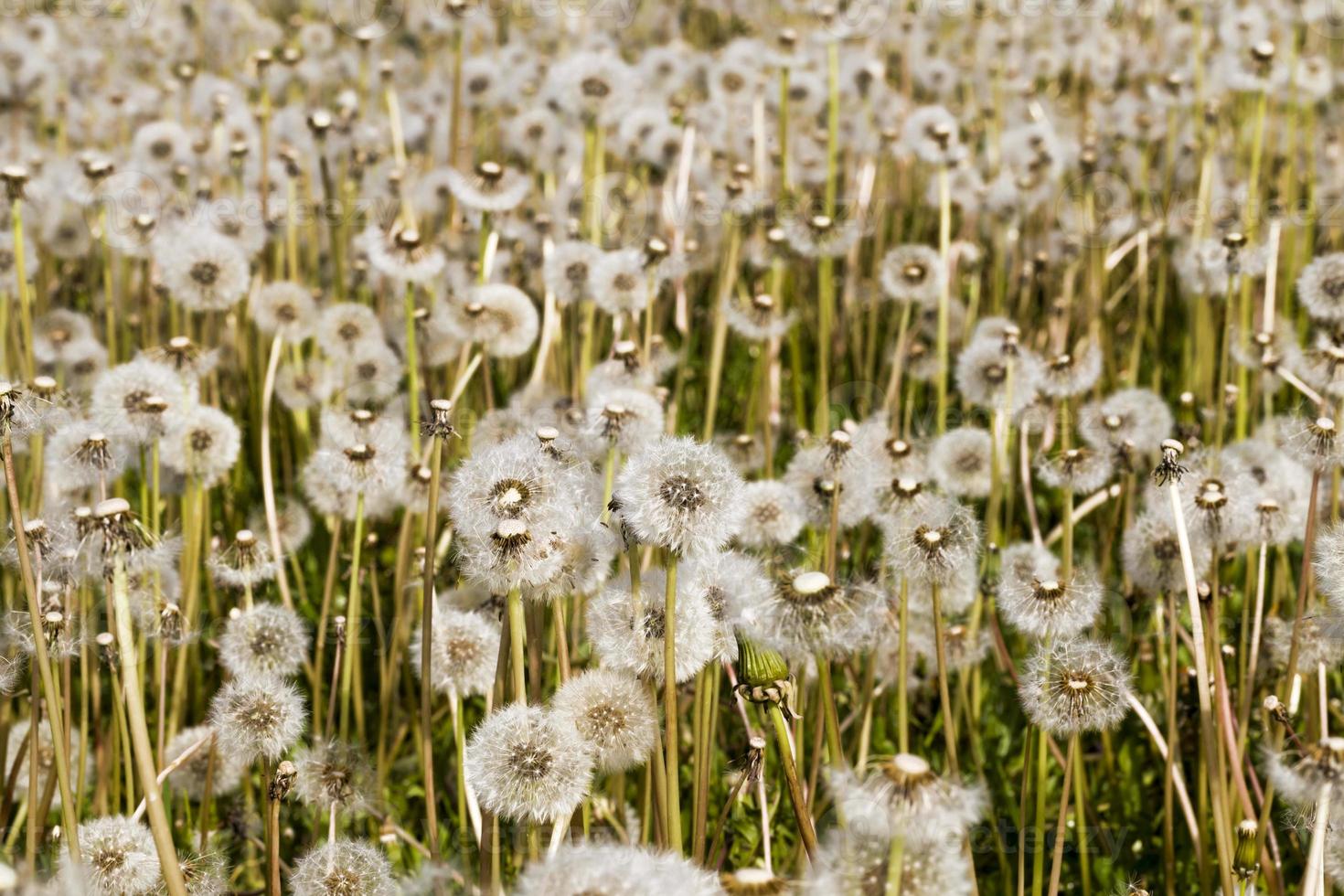 white dandelions, close up photo
