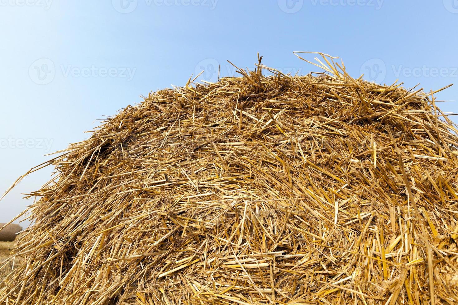 stack of straw in the field photo