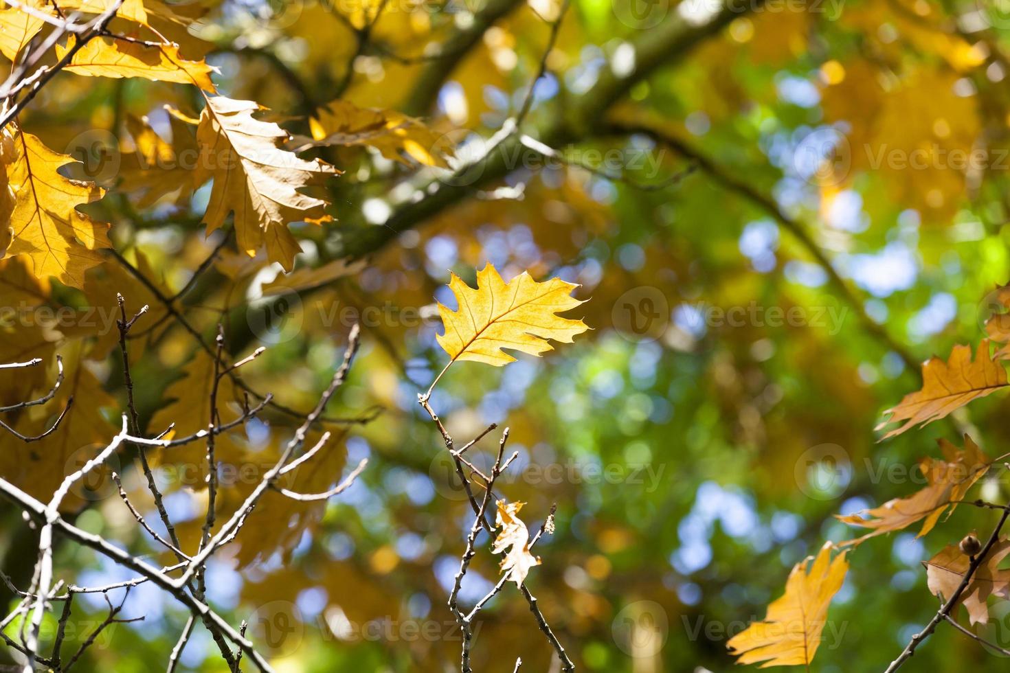 oak orange, close up photo