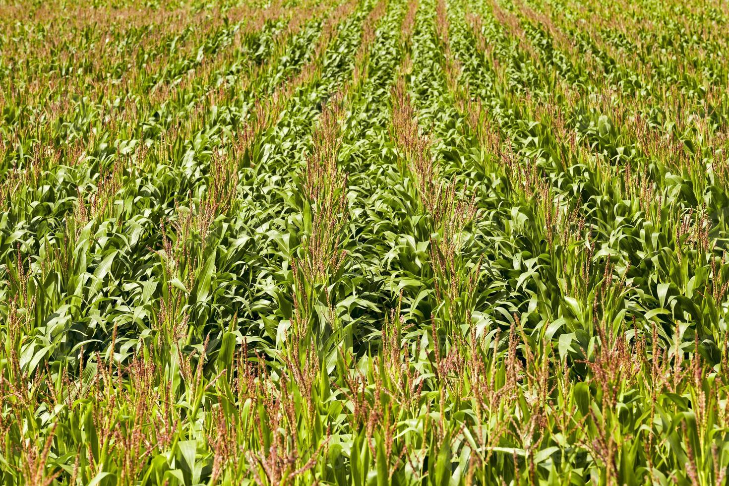 corn field close up photo