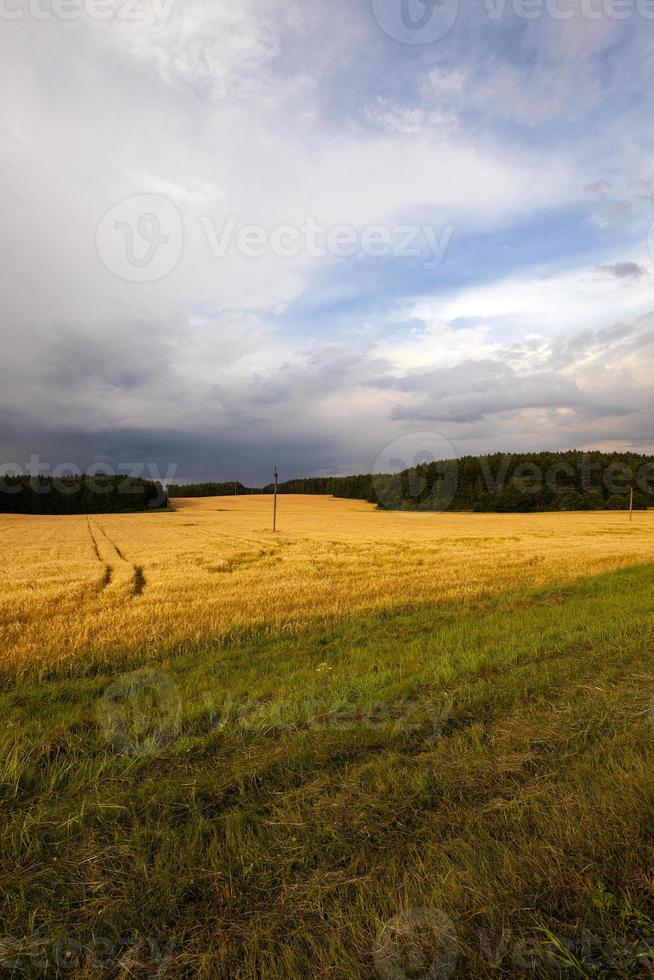 cloudy weather in a field photo