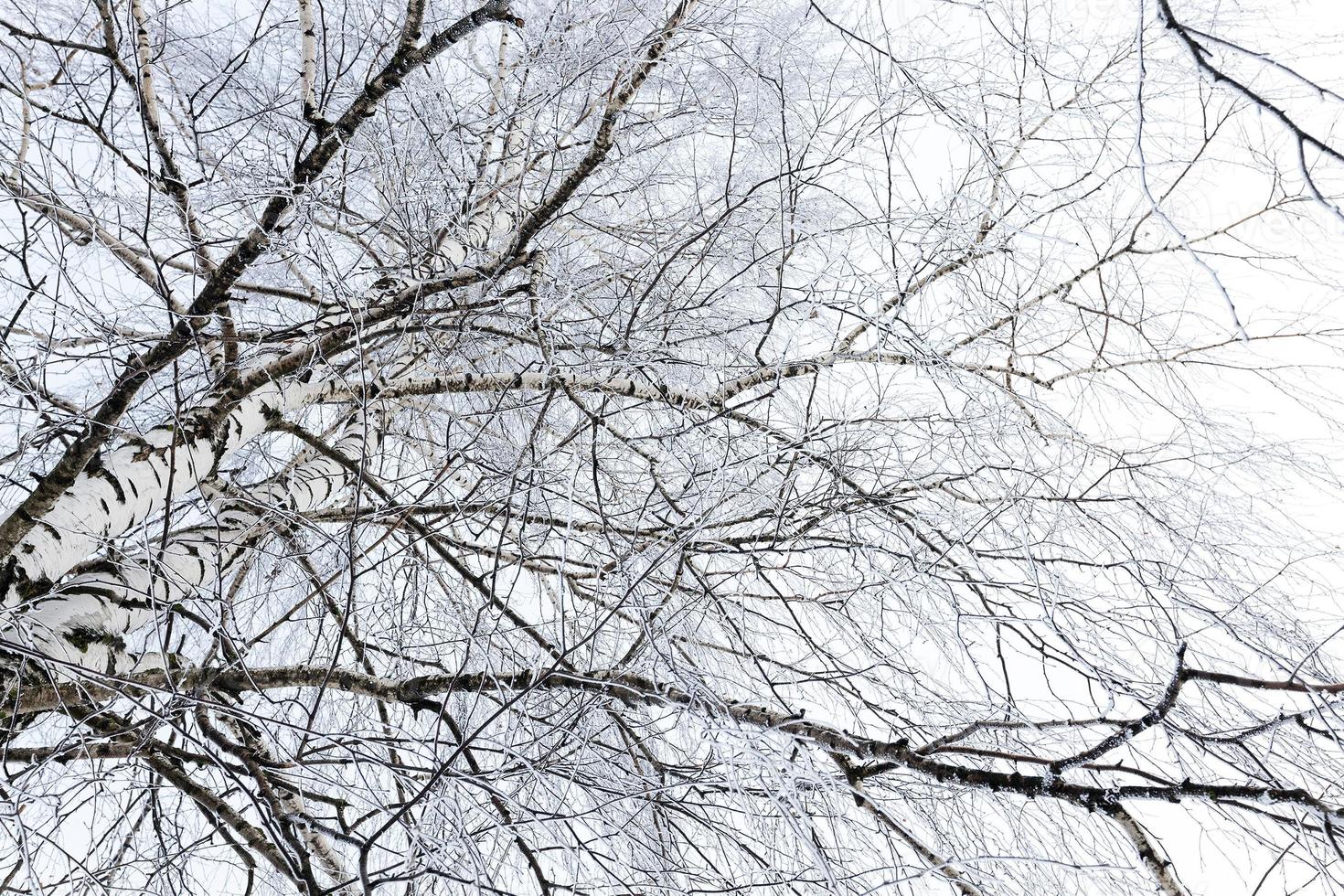 winter trees close up photo