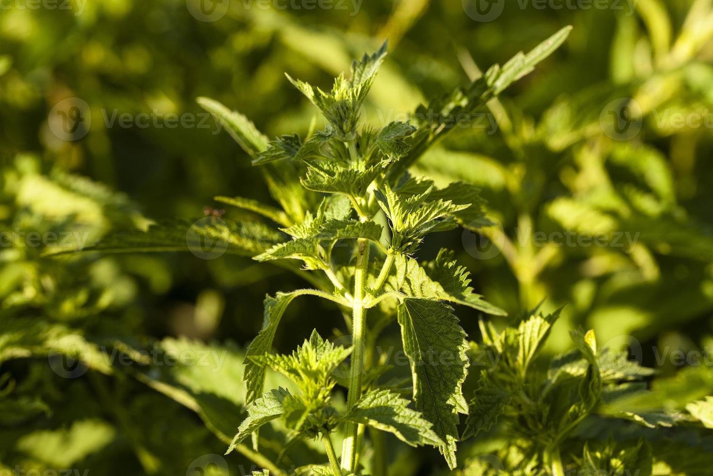 nettle close up photo