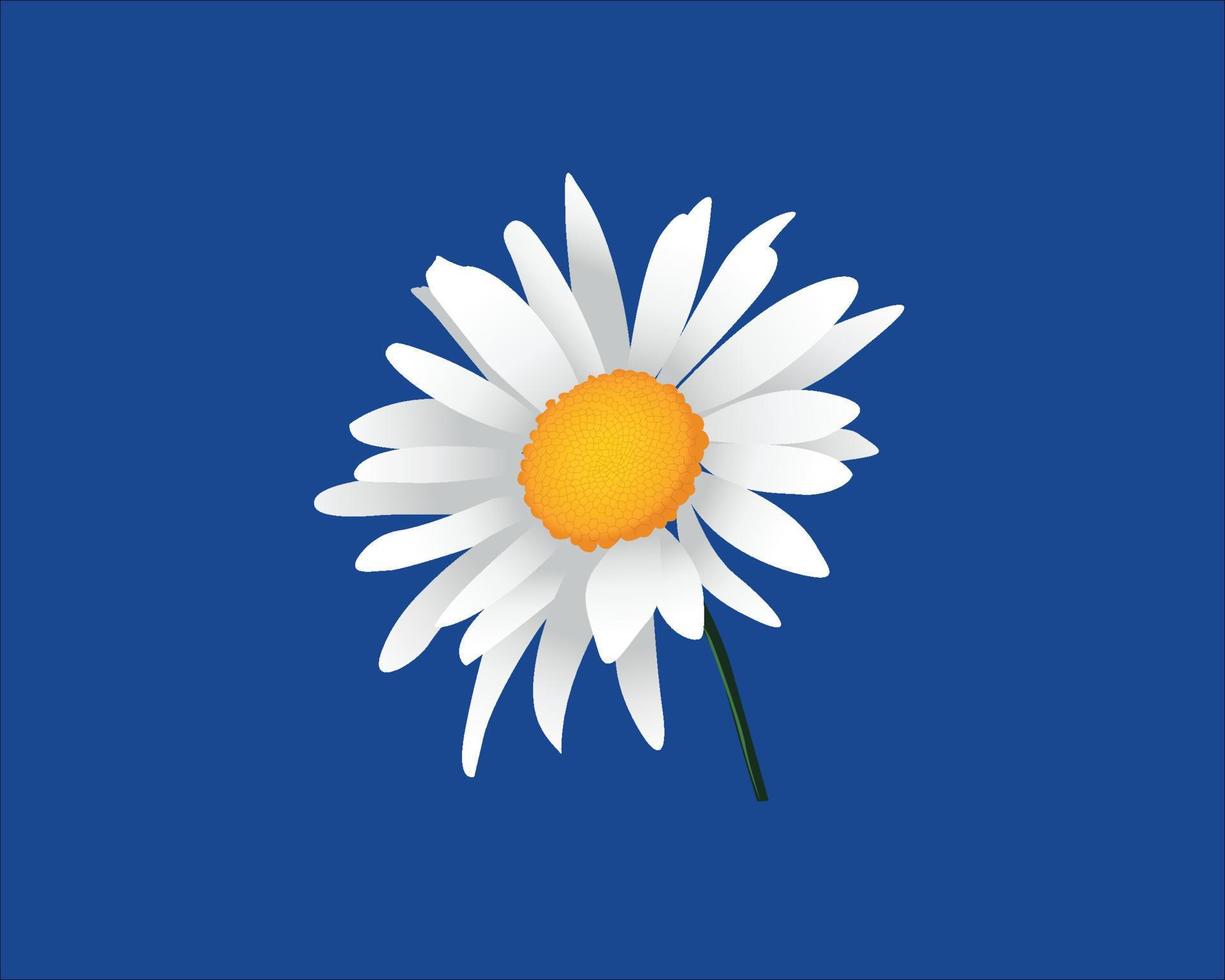 bellis perennis. la margarita, es una especie europea de la familia asteraceae vector