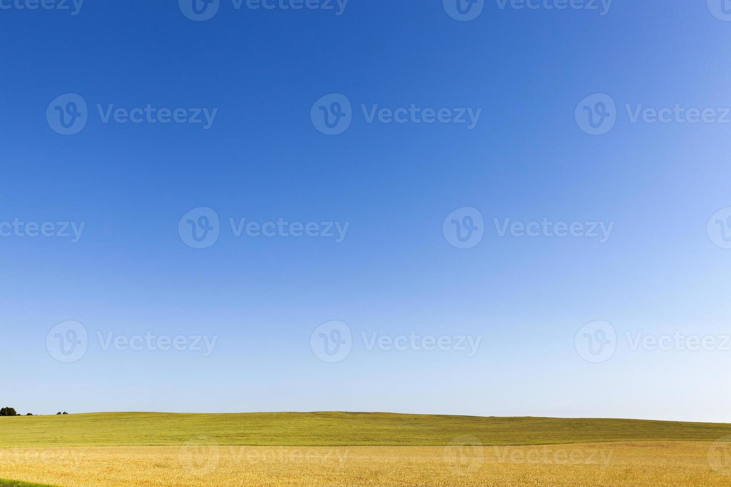 agriculture field, corn photo