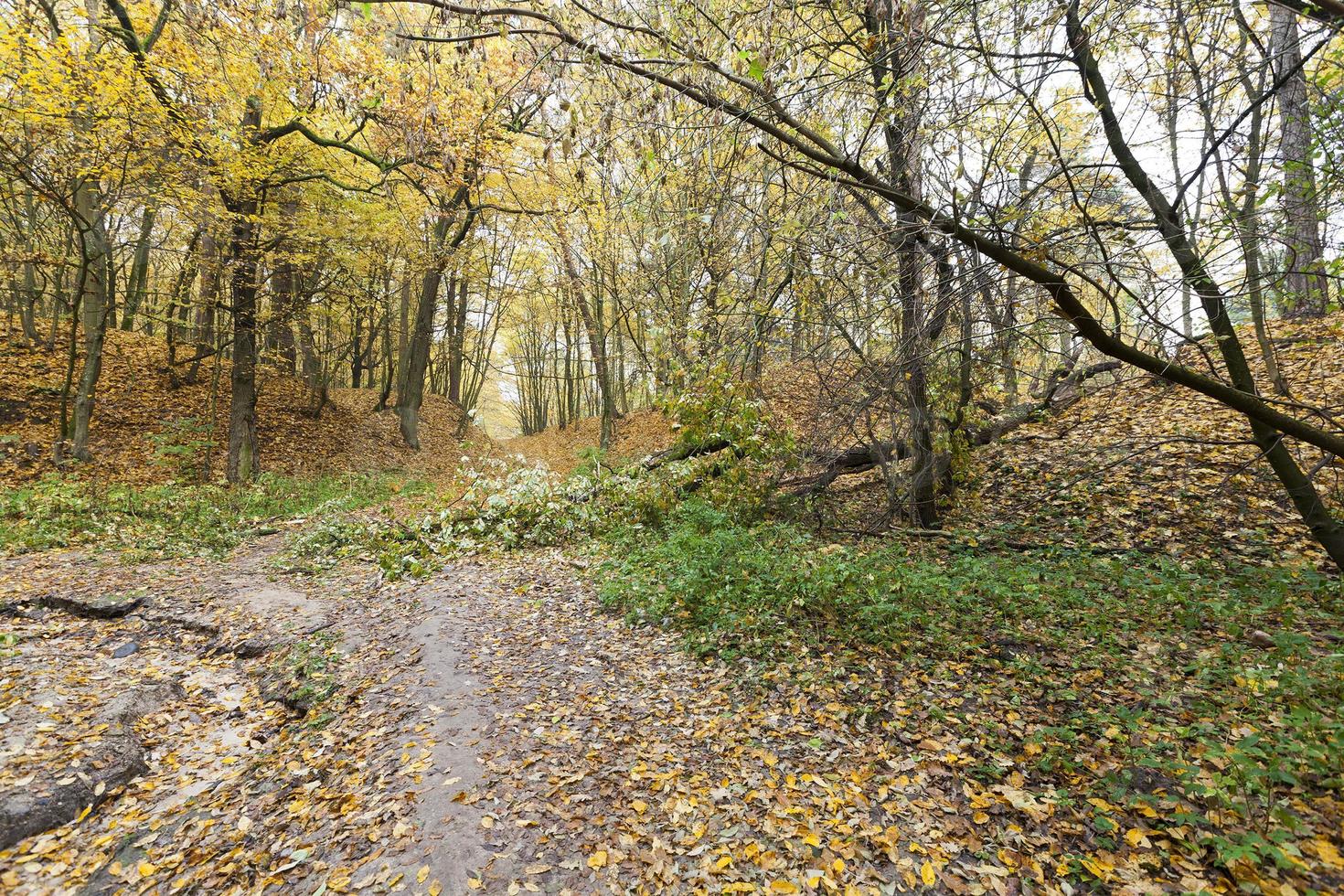 camino forestal, otoño foto