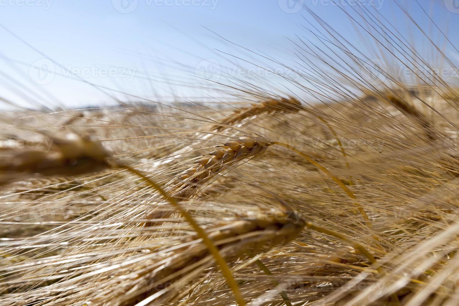 centeno dorado en un campo agrícola en verano foto