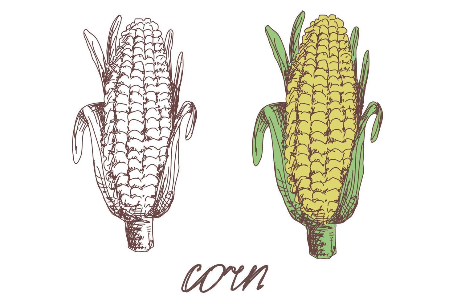 Esbozo realista de ilustración vectorial dibujada a mano vegetal de maíz. comida ecológica. cosecha. imagen en color y contorno en blanco y negro. vegetal aislado sobre fondo blanco. estilo plano simple de dibujos animados. vector