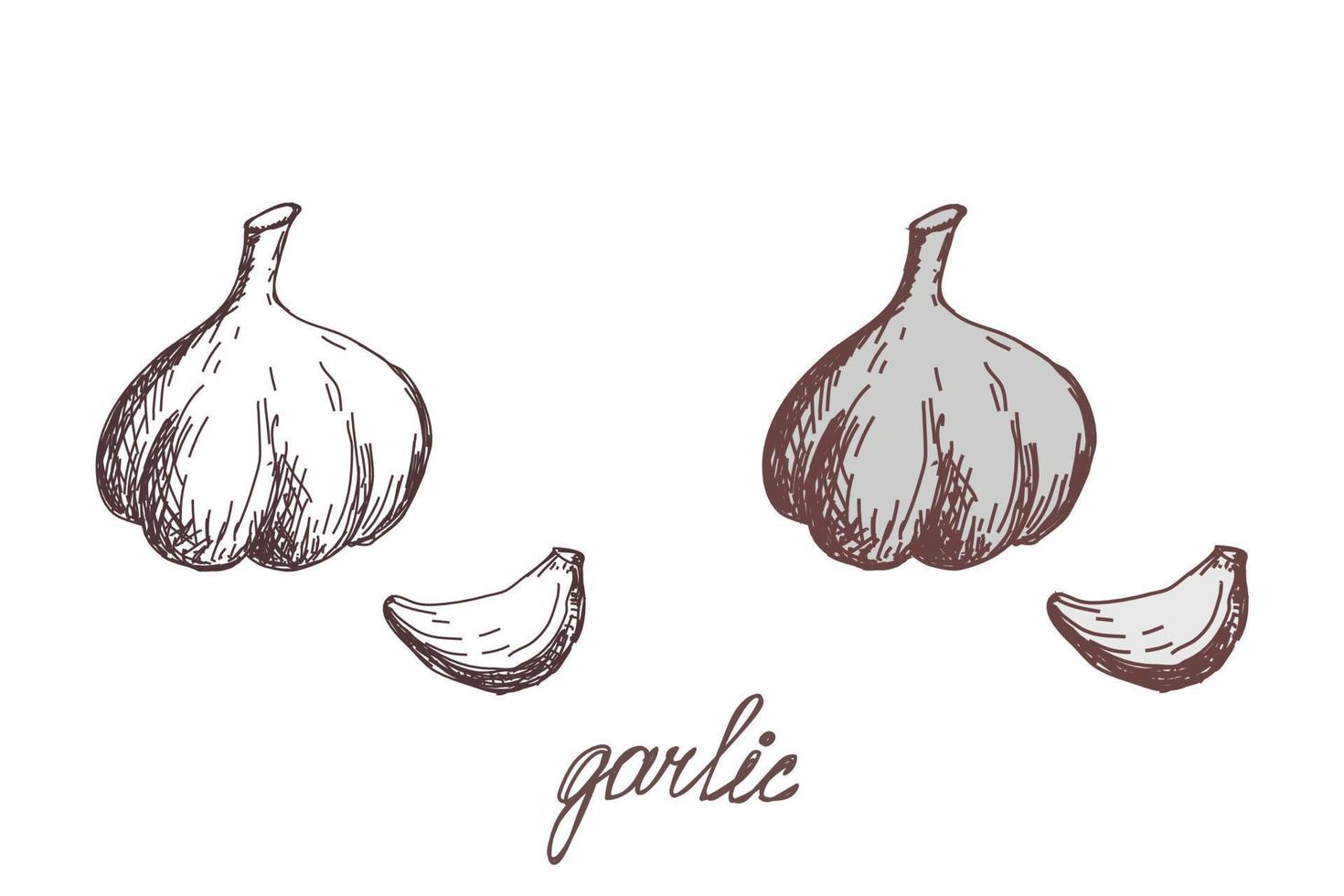 garlic vegetable hand drawn vector llustration realistic sketch. Hand drawn sketch vegetable garlic. Eco food. harvest