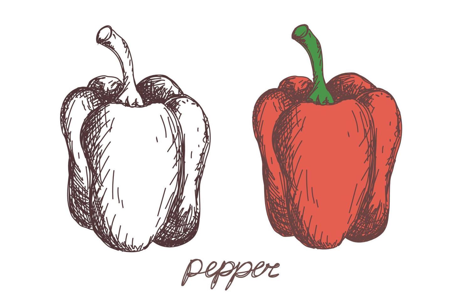 pepper vegetable hand drawn vector llustration realistic sketch. Hand drawn sketch vegetable pepper. Eco food. harvest
