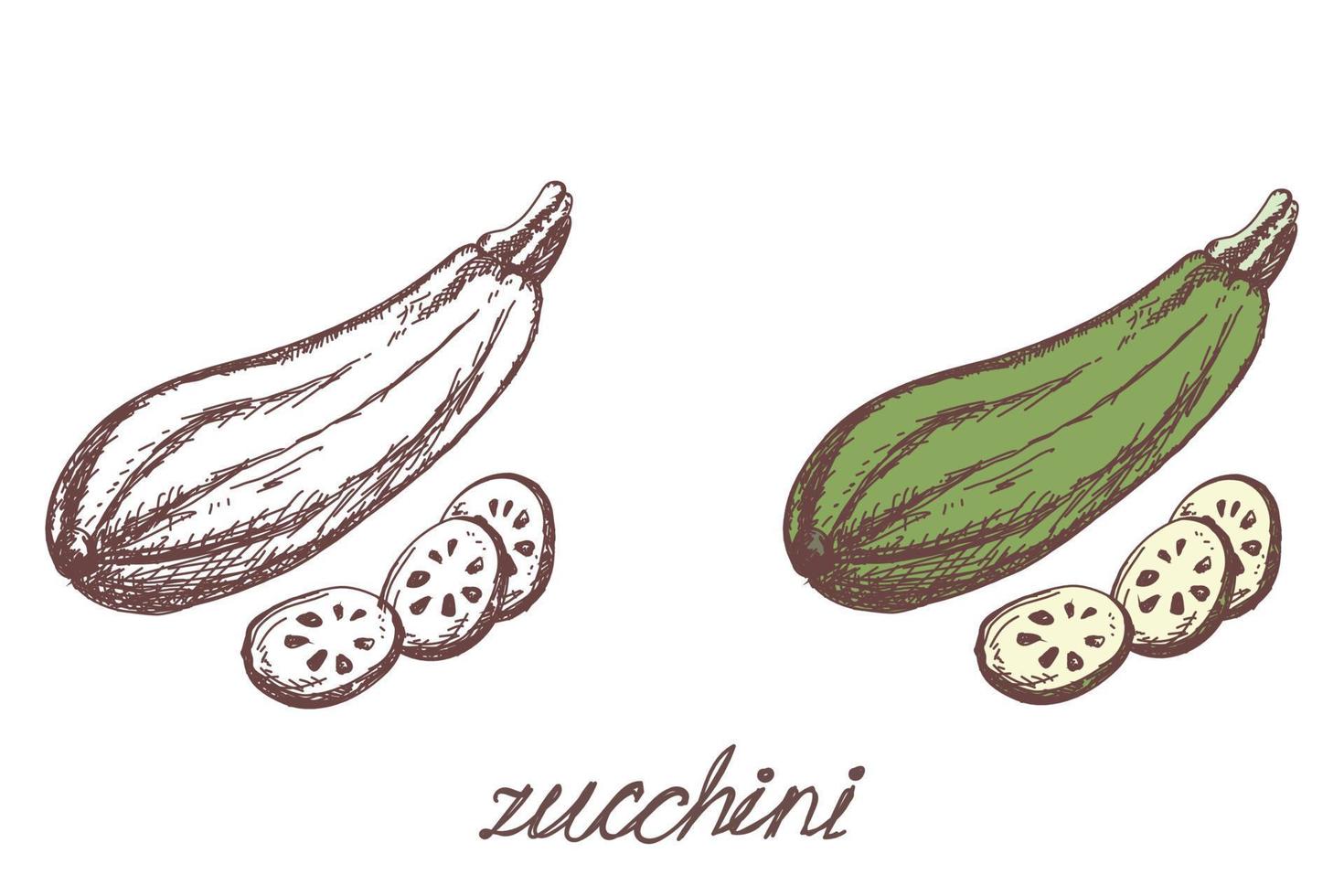 zucchini vegetable hand drawn vector llustration realistic sketch. Eco food. harvest. Color image and black and white outline. Vegetable isolated on white background. Cartoon simple flat style.