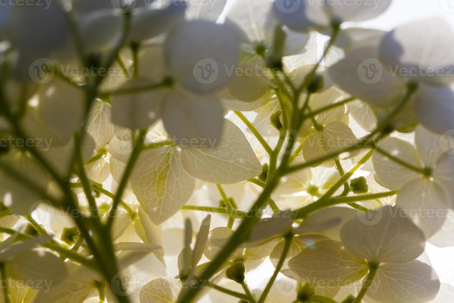 a large inflorescence of white flowers in the autumn season photo