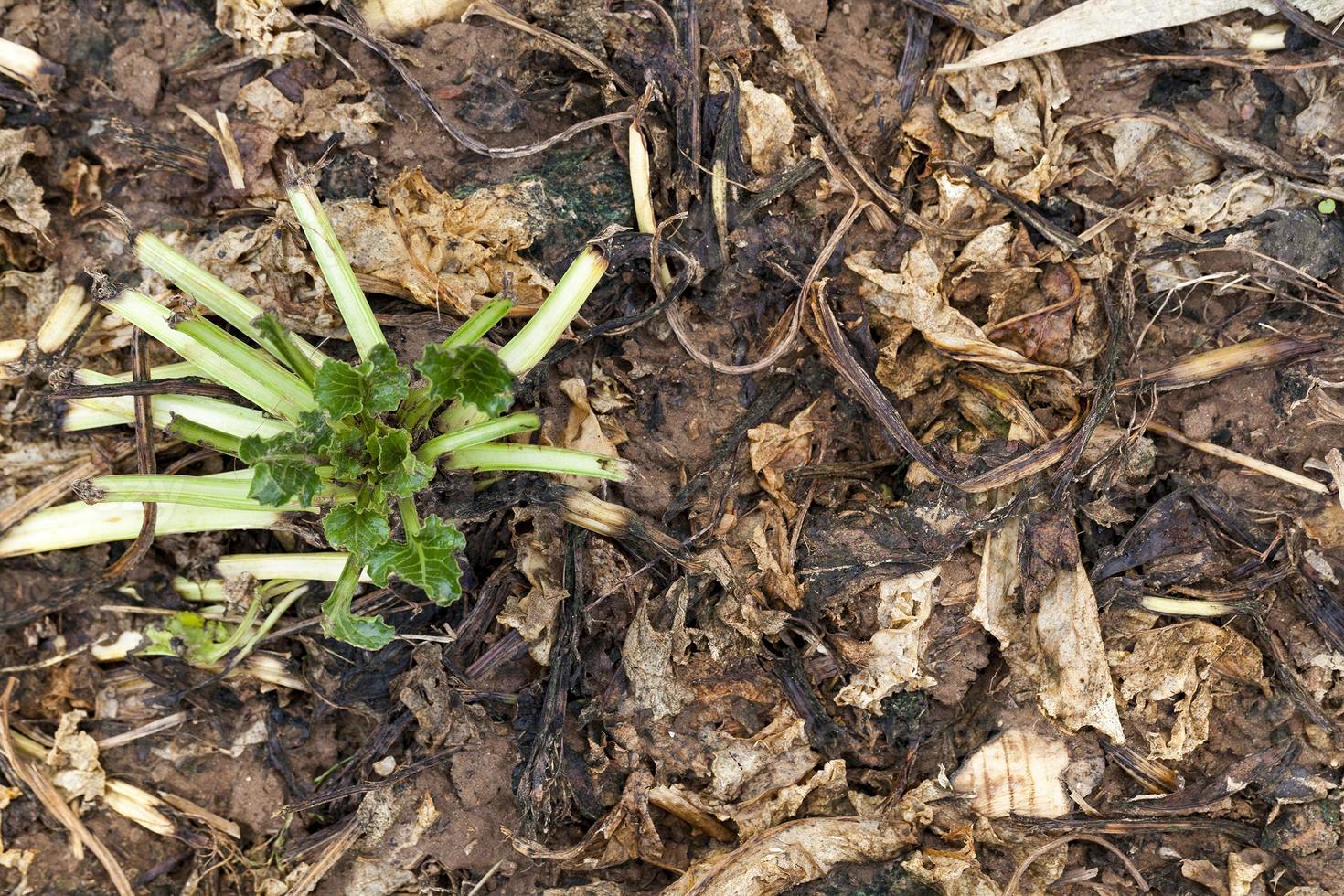 rotten leaves beetroot photo