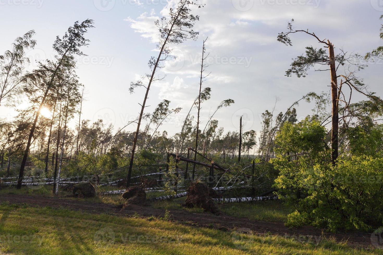 broken trees after a storm photo