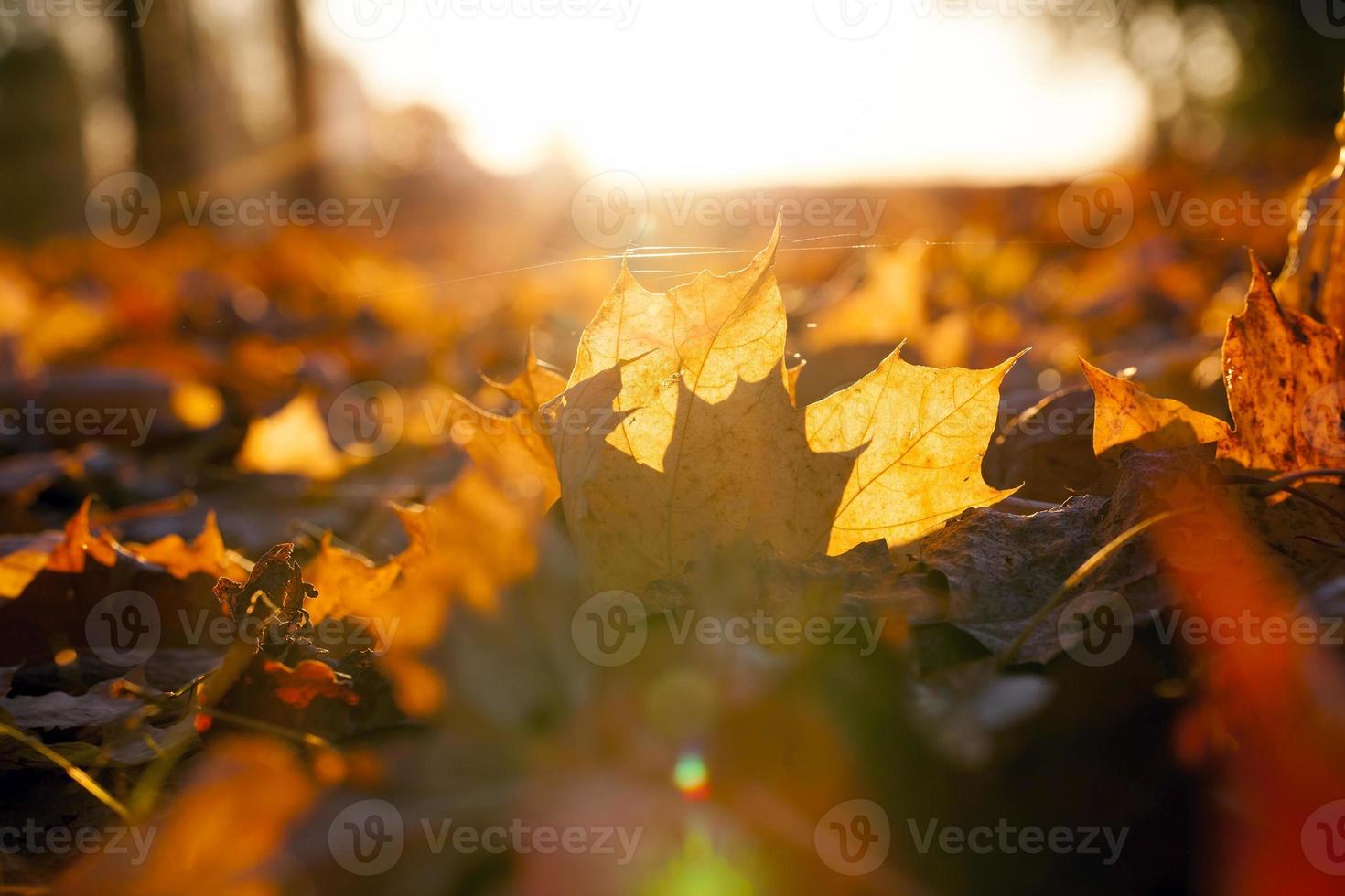 puesta de sol, otoño, primer plano foto