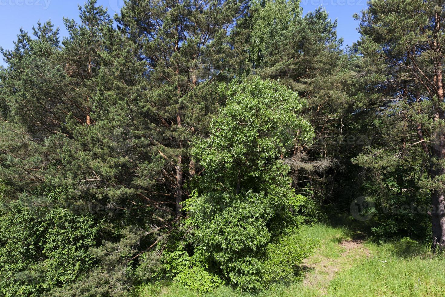 coniferous trees in the summer photo